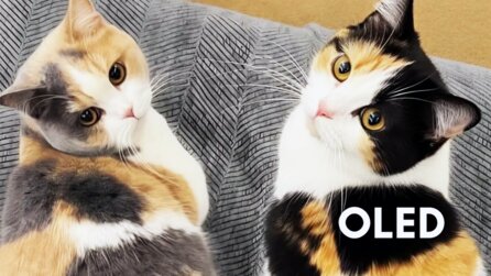 Ihr kennt den Unterschied zwischen OLED und LED nicht? Der ist schnell erklärt – mit Katzen