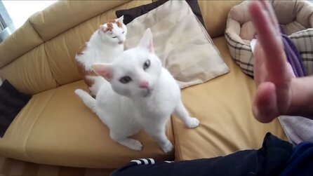 Katzenvideos im Internet - Fördern laut einer Studie die Gesundheit