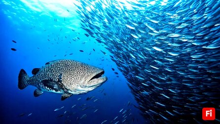 Sie haben das größte Massaker zwischen Tierarten im Ozean dokumentiert: In nur 4 Stunden starben Millionen von Lebewesen [Best of GameStar]