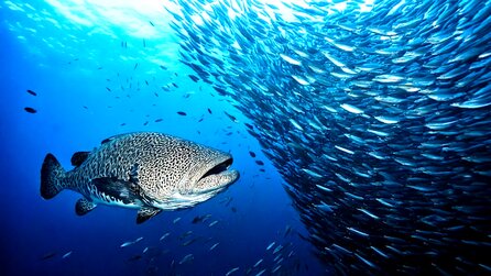 Das MIT hat den größten Angriff zwischen Arten im Ozean dokumentiert: Innerhalb von nur vier Stunden starben Millionen von Kreaturen