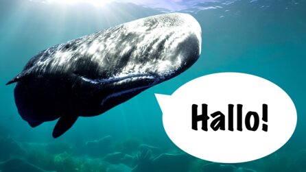 Die Sprache der Pottwale soll so komplex sein wie unsere und jetzt wollen Forscher sie endlich übersetzen