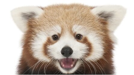 Mozilla - Feiert 7 Jahre Firefox durch Patenschaft für echte »Feuerfüchse«