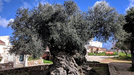 Wir wussten, dass Olivenbäume sehr alte Bäume sind. Was wir uns nicht vorstellen konnten, war, dass sie ein Alter von 4.000 Jahren erreichen können