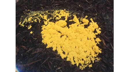 Forschung - Schleimpilze als Computer-Bauteil der Zukunft