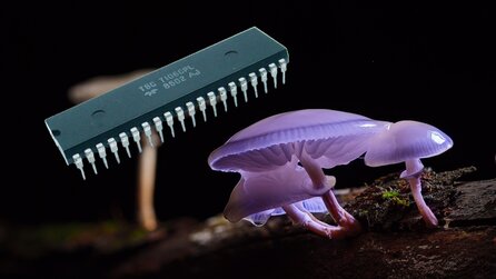 Wie ausgerechnet Pilze künftig für grünere Elektronik sorgen sollen