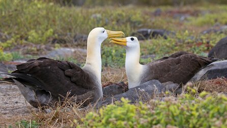 Ein Biologe beringte 1956 einen Albatros auf Midway: Fast 70 Jahre später kehrt dasselbe Weibchen noch immer zum Brüten zurück