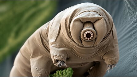 Indem Forschende das Gen eines japanischen Bärtierchens in menschliche Zellen einschleusten, gaben sie unserer DNA einen Schutz, den die Evolution uns nie verlieh