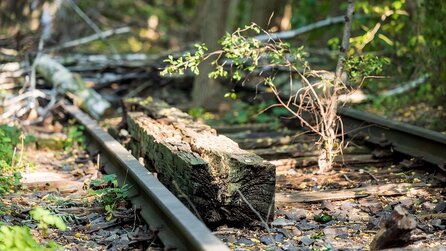 1952 wurde in Berlin ein riesiger Rangierbahnhof stillgelegt – heute ist er ein überraschendes Paradies für bedrohte Tierarten