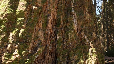 Redwood Forest - Screenshots aus der wunderschönen Unreal-Engine-Demo