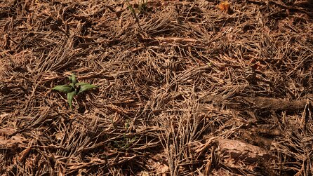 Redwood Forest - Screenshots aus der wunderschönen Unreal-Engine-Demo
