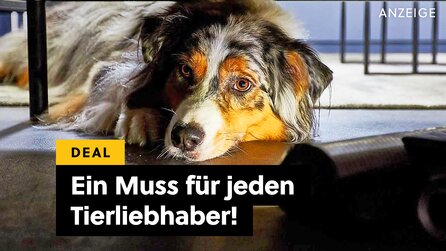 Ob Hund oder Katze, Tierhaare sind ein nerviges Problem: Mit dieser Dyson-Alternative wird das Putzen zu einem Klacks - und das im extrem guten Angebot!