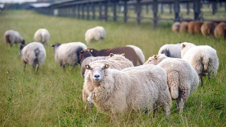 Texas hat Millionen von Sonnenkollektoren auf einem Stück Land installiert. Um sie zu warten, hat die Firma 3.000 Schafe eingestellt
