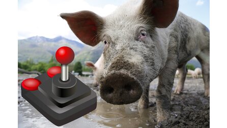 Schweine spielen Videospiele und sind saugut darin