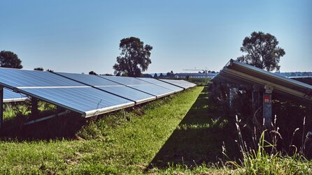 Wer denkt, dass Solaranlagen Feldflächen zerstören, liegt falsch: Es stellt sich heraus, dass Vögel und Insekten viel besser unter ihnen leben
