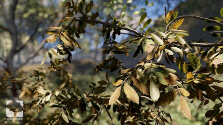 SpeedTree 8 - Screenshots zeigen lebensecht wirkende Wälder