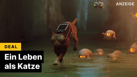 Jetzt könnt ihr zum Sparpreis erleben, wie es ist, eine Katze zu sein!