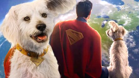 Wegen des Kinostarts von Superman wollen offenbar sechsmal so viele Menschen einen Hund adoptieren
