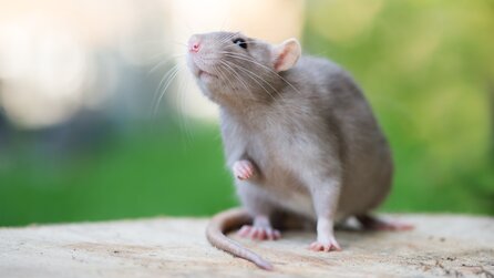 In Zukunft bis zu 50 Prozent weniger Tierversuche in Laboren? Das könnte dank KI möglich werden