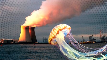 Wie Quallen das zweitgrößte Atomkraftwerk Europas lahm legten – und auf welche Weise der Mensch dabei kräftig mithalf