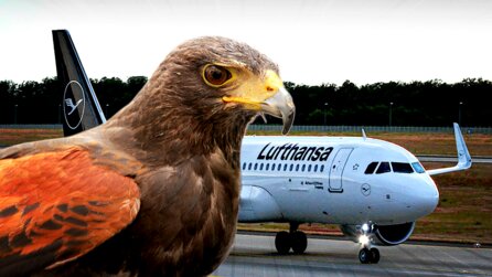 Ein Falke dreht am Hamburger Flughafen Tag für Tag seine Runden – der Grund ist so einfach wie genial