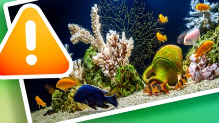 Das Aquarium war der schwächste Punkt: So brachten Hacker in ein Casino ein und stahlen 10 Gigabyte sensibler Kundendaten