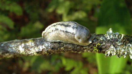 High-End-Grafik - Tech-Demo demonstriert atemberaubenden Realismus