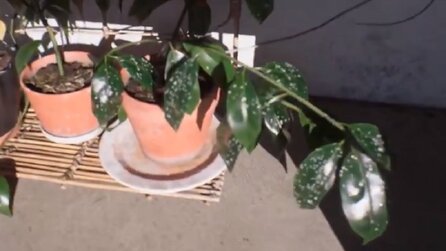 Nein, diese Topfpflanze ist nicht echt - Beeindruckende Demo der Unreal Engine wirkt unglaublich real