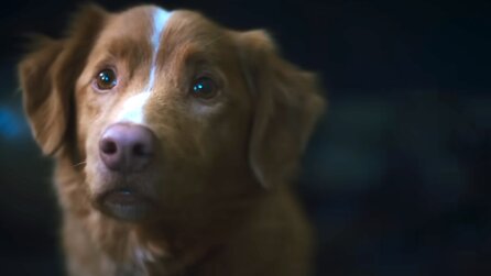 »Wenn der Hund stirbt, taucht John Wick in der Fortsetzung auf« - Good Boy erzählt einen Horrorfilm aus der Perspektive eines Vierbeiners