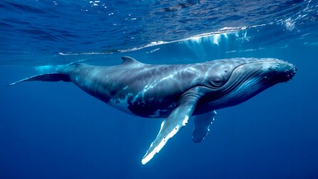 Untersuchungen der University of Washington bestätigen, dass Walkot große Mengen Eisen enthält, was zu der Düngung der Ozeane beiträgt