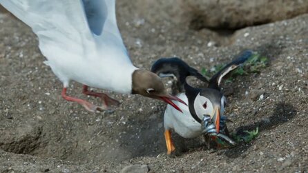 Wild Isles: Amazons neue Natur-Doku wird natürlich von Sir David Attenborough erzählt