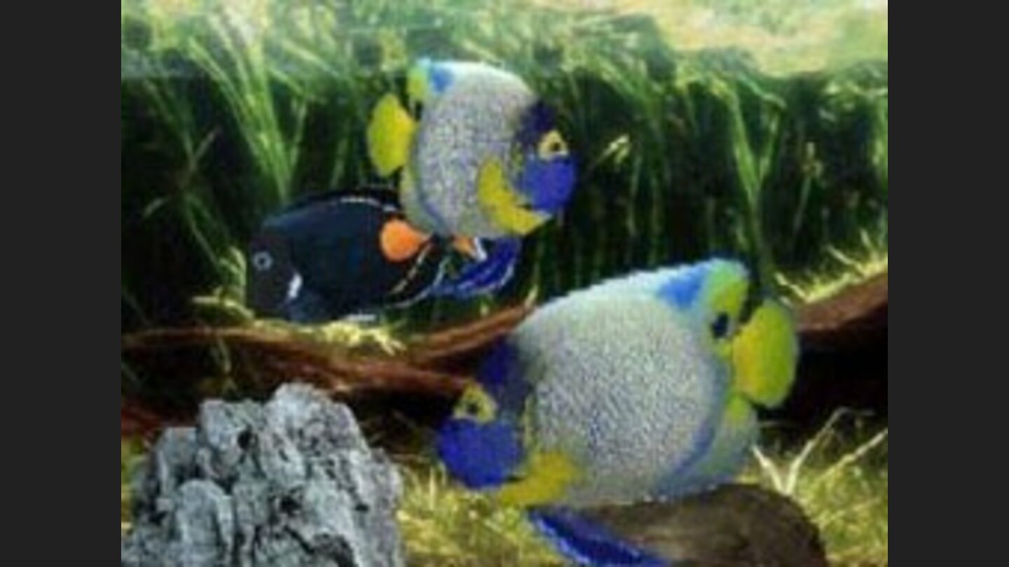 aquarium_by_ds_001