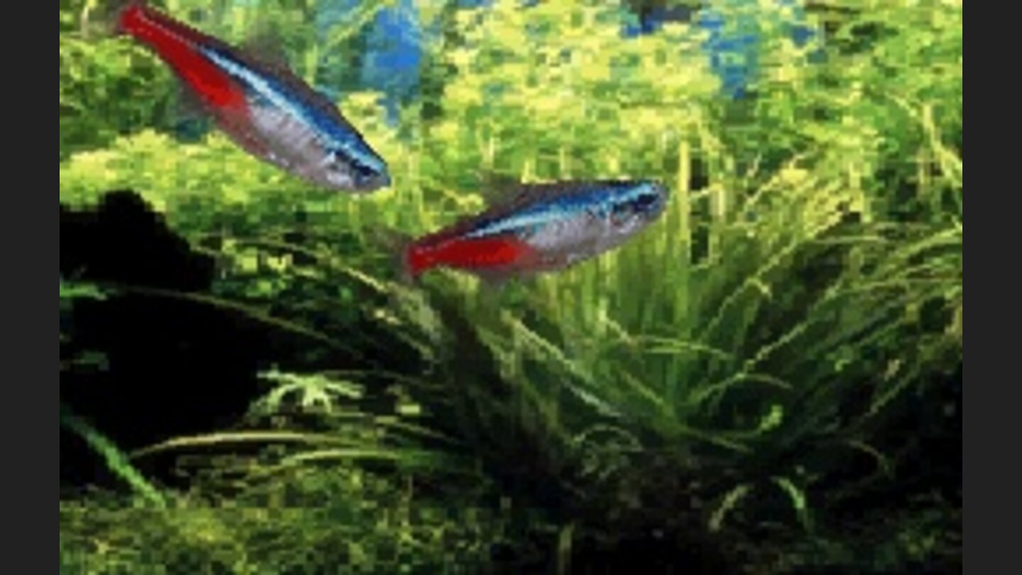 aquarium_by_ds_004