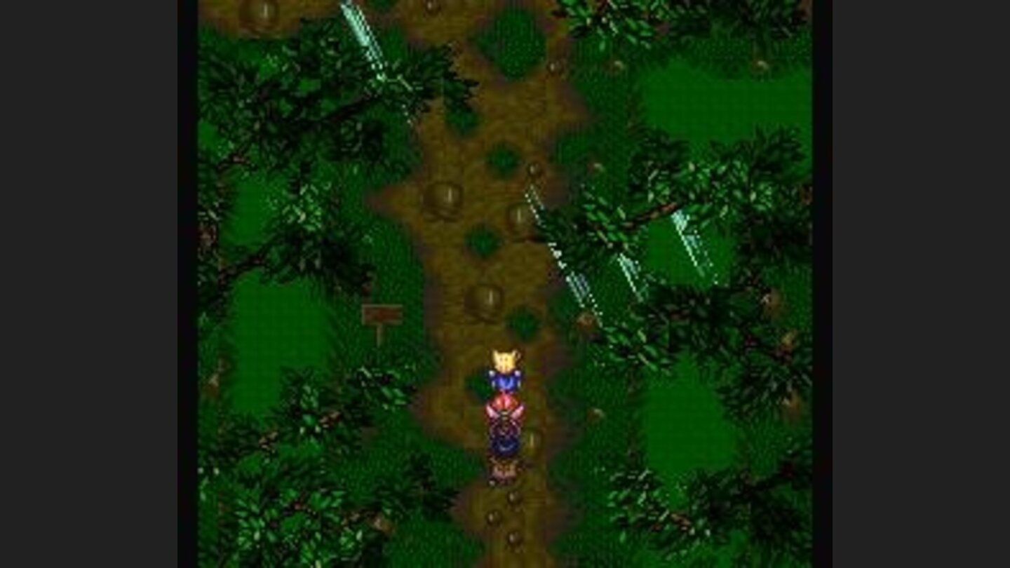 Mysterious forest