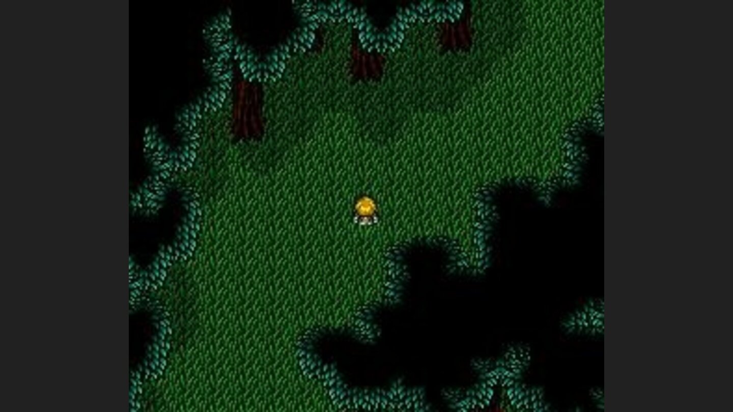 In the middle of a forest