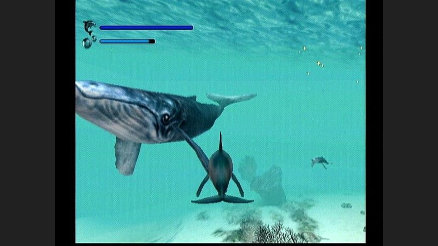 Whales