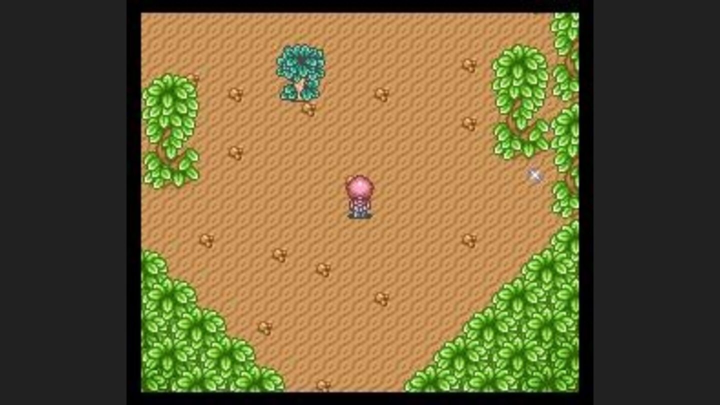 A lone tree in a forest