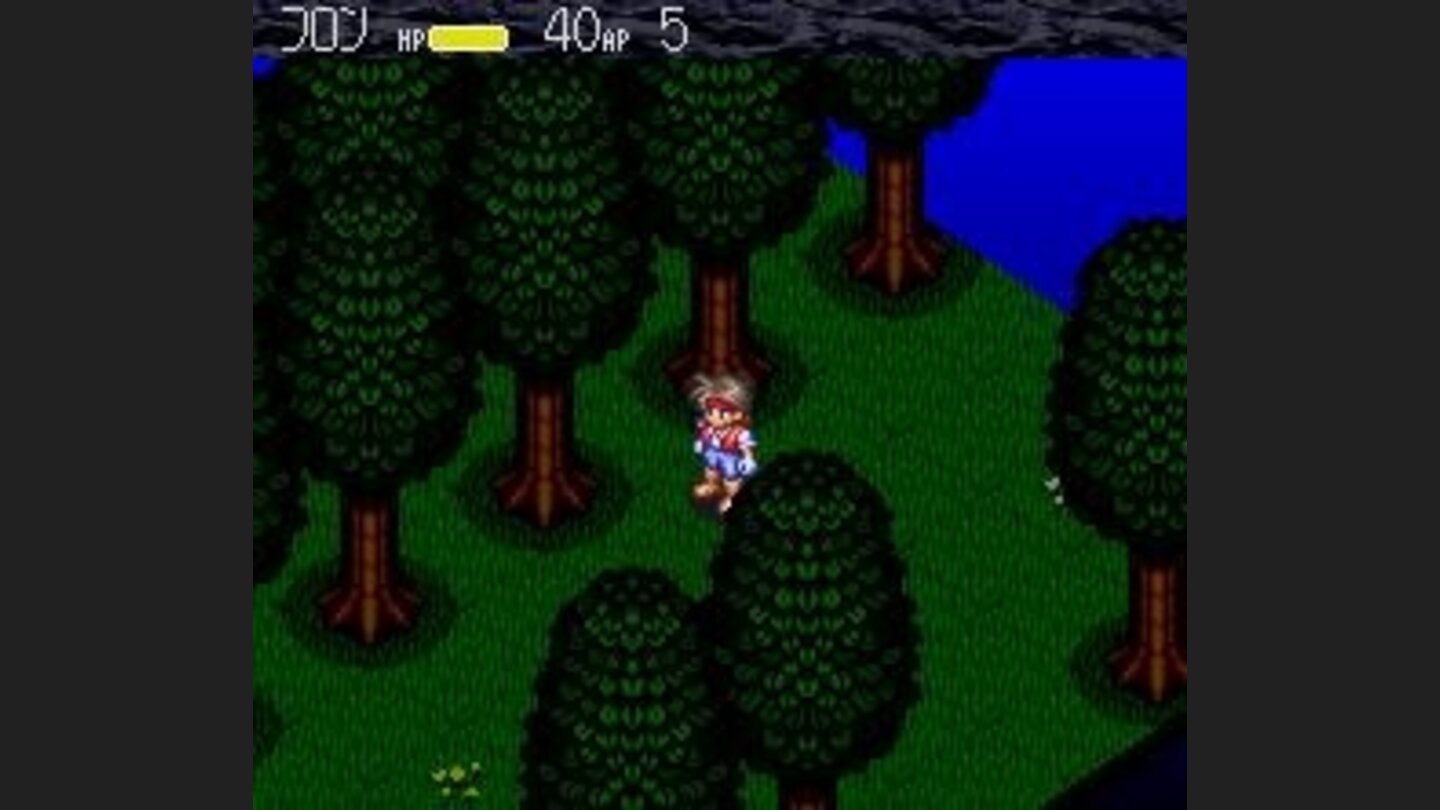Fron in the forest