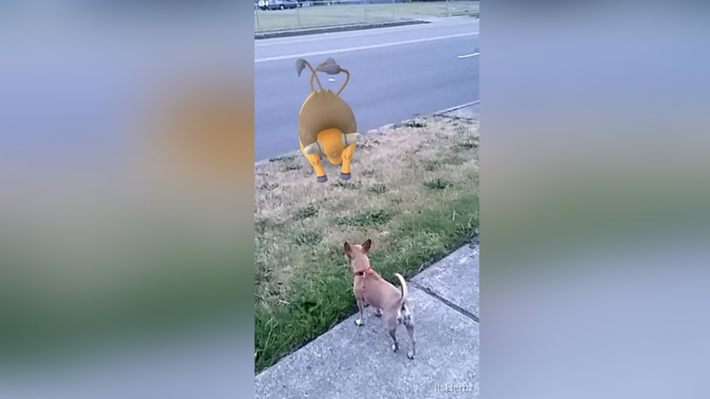 Die skurrilsten Pokémon-FundorteOlé, Torero!