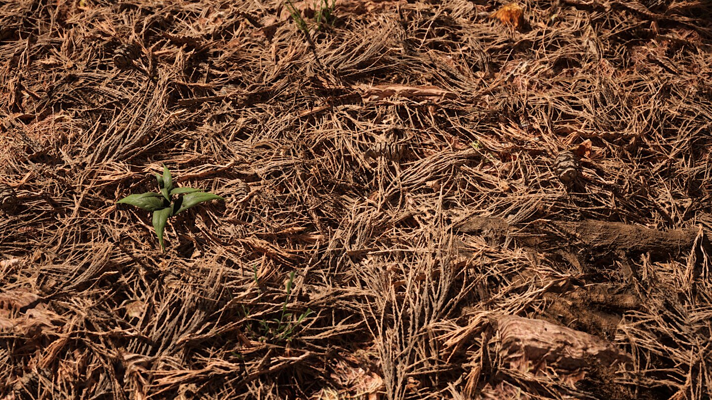 Redwood Forest UE5 Demo_11