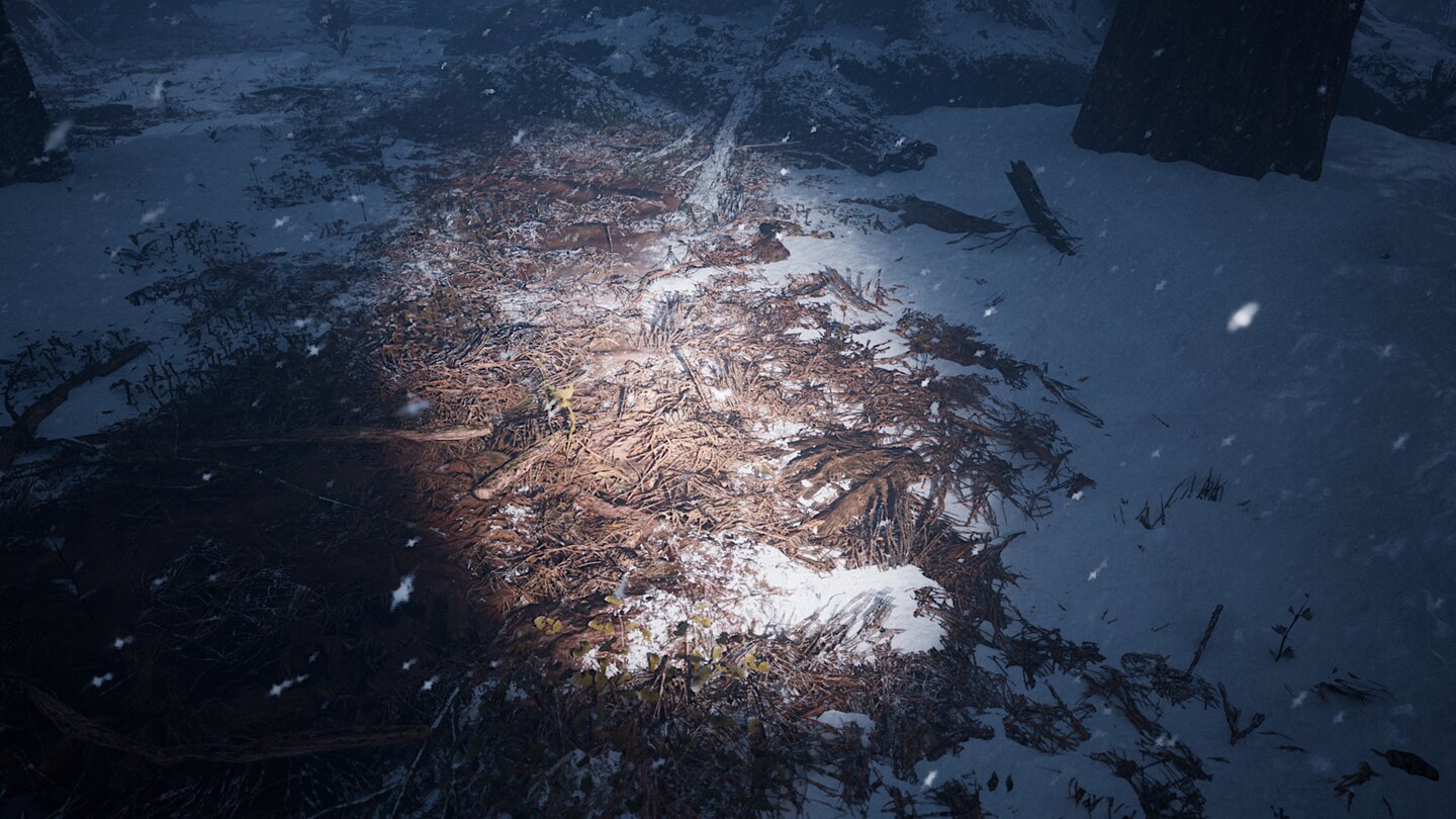 Redwood Forest UE5 Demo_13