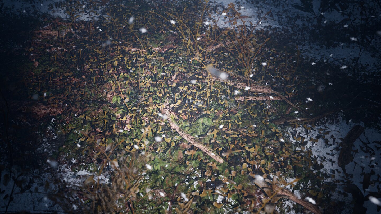 Redwood Forest UE5 Demo_14