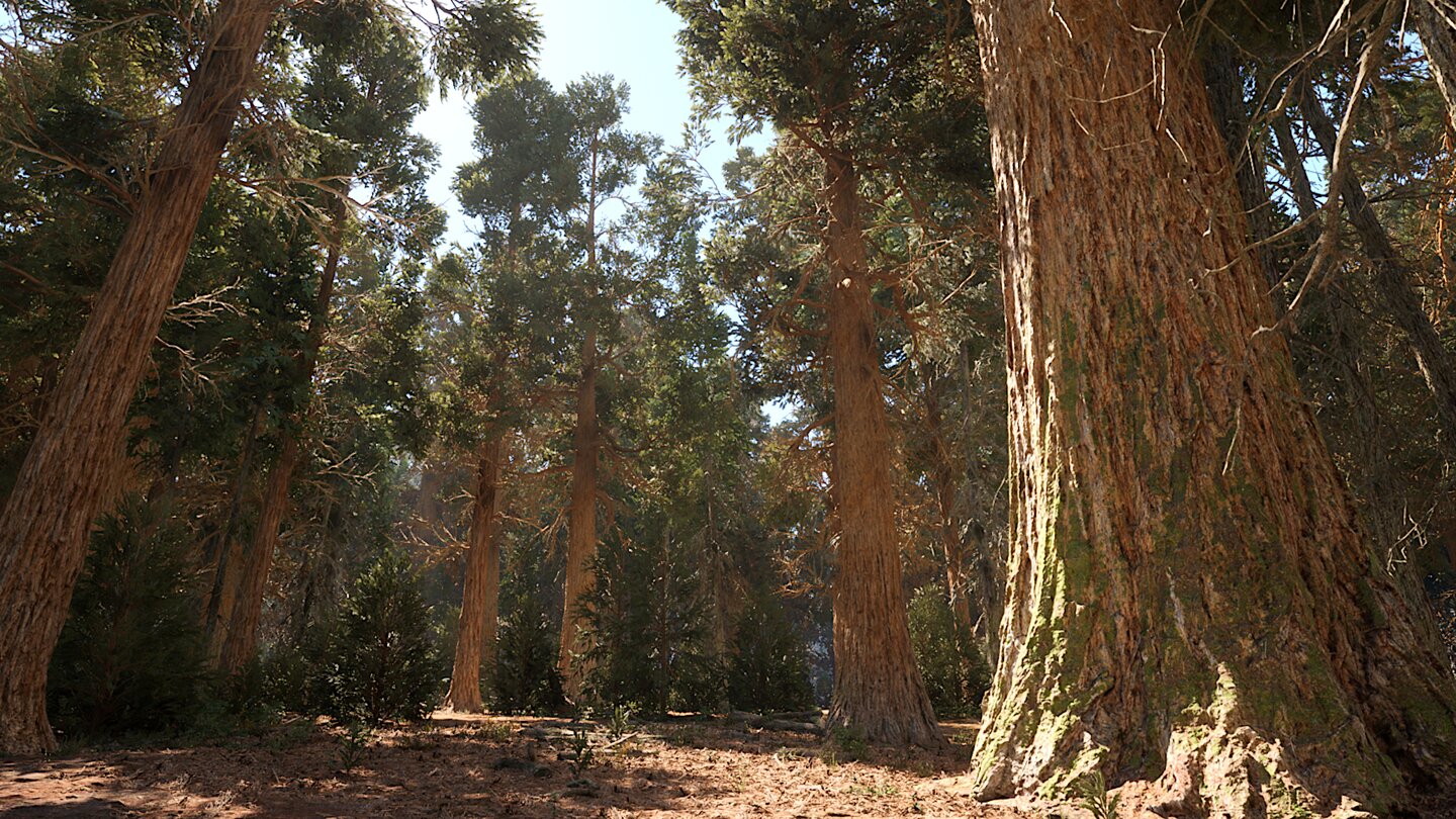 Redwood Forest UE5 Demo_1