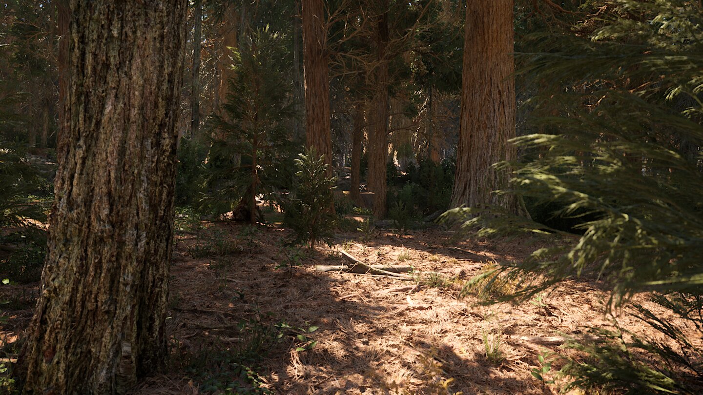 Redwood Forest UE5 Demo_2