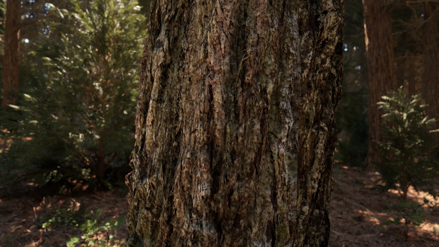 Redwood Forest UE5 Demo_3