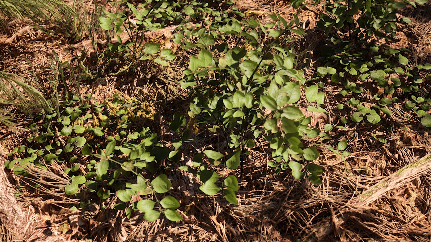 Redwood Forest UE5 Demo_4