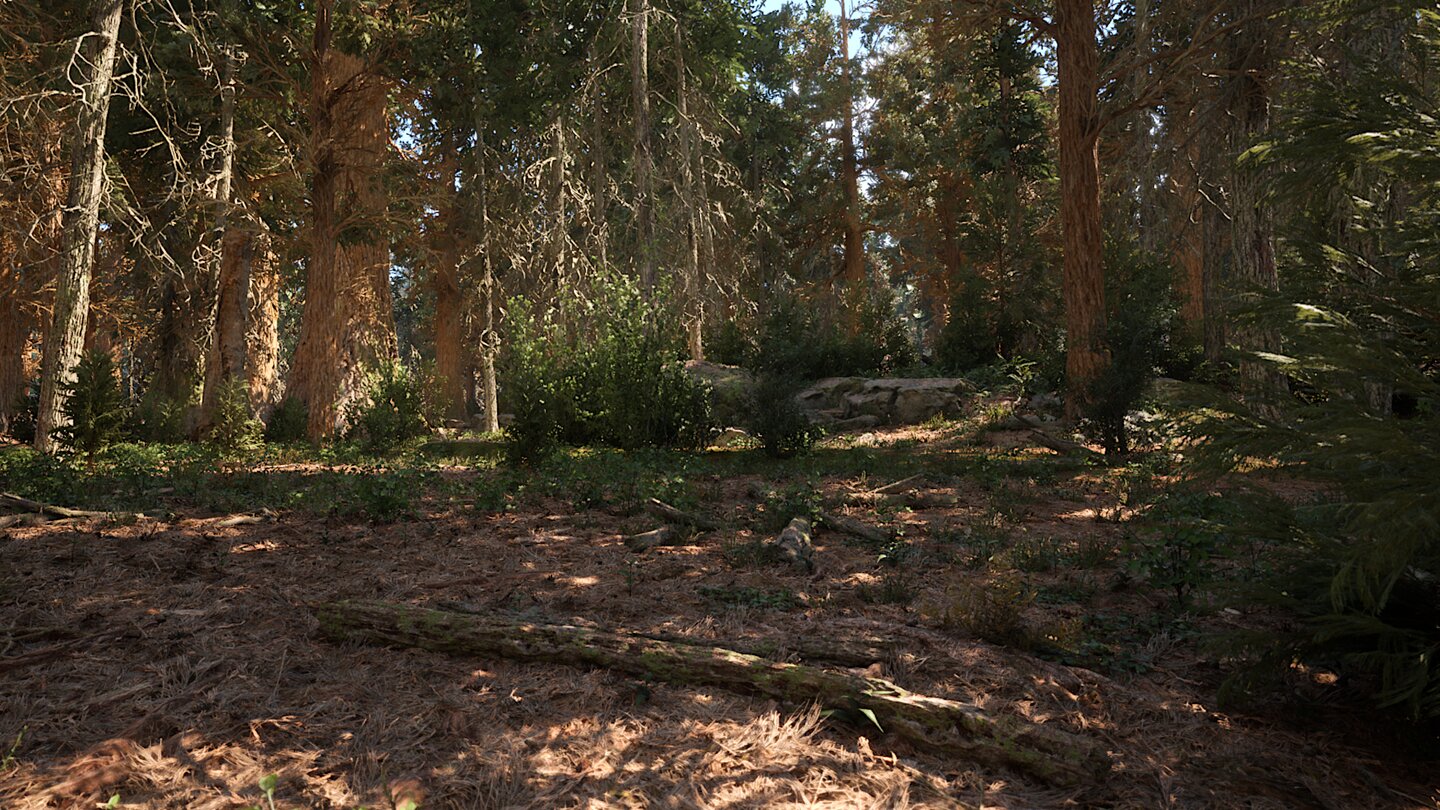 Redwood Forest UE5 Demo_5