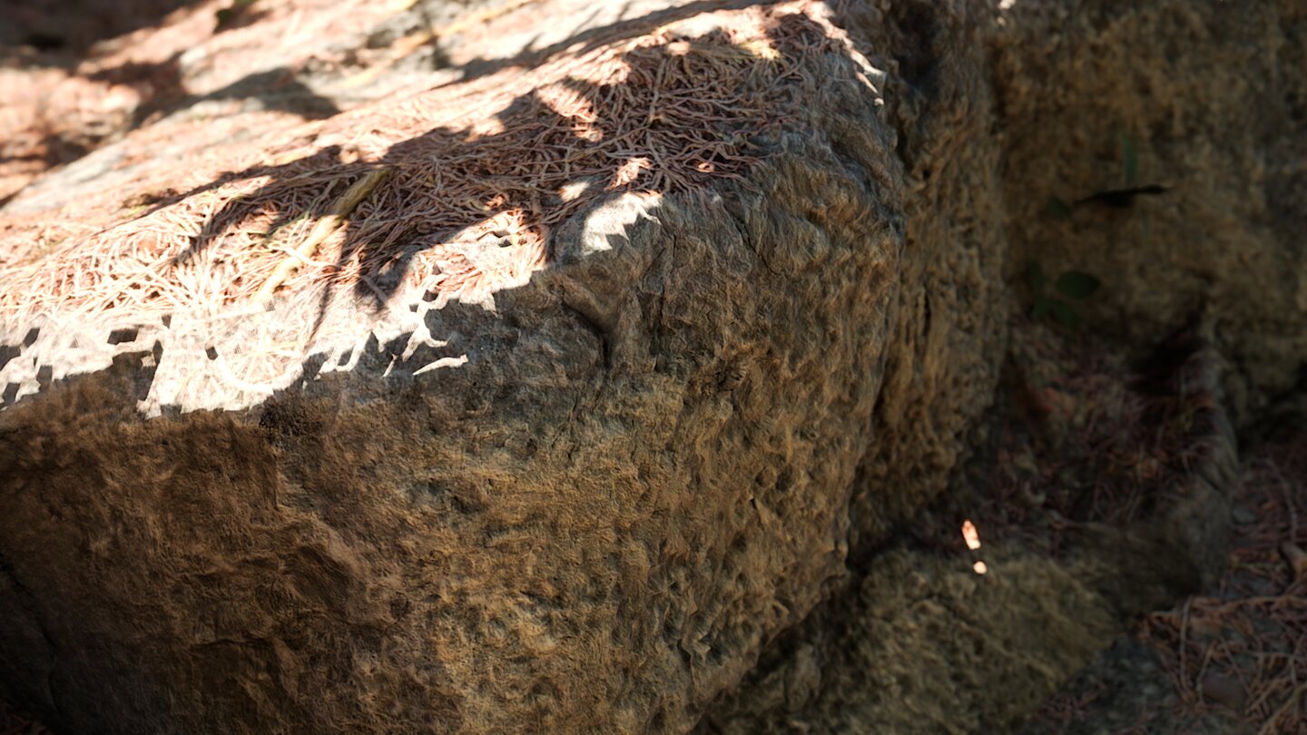 Redwood Forest UE5 Demo_7