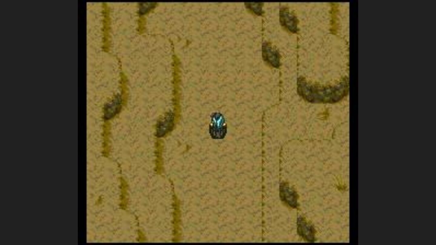 Surlet in a desert