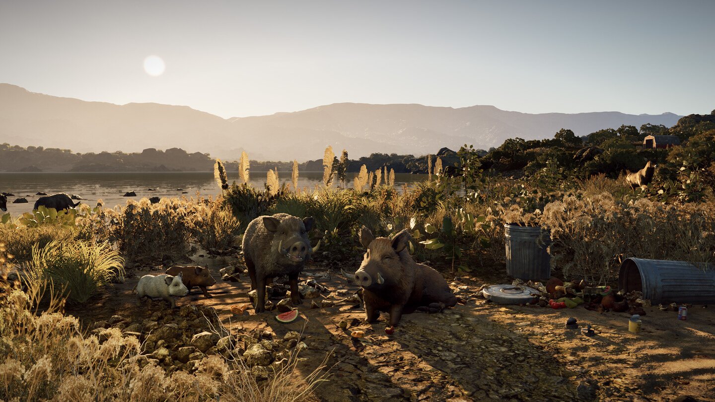 Wild Terrain