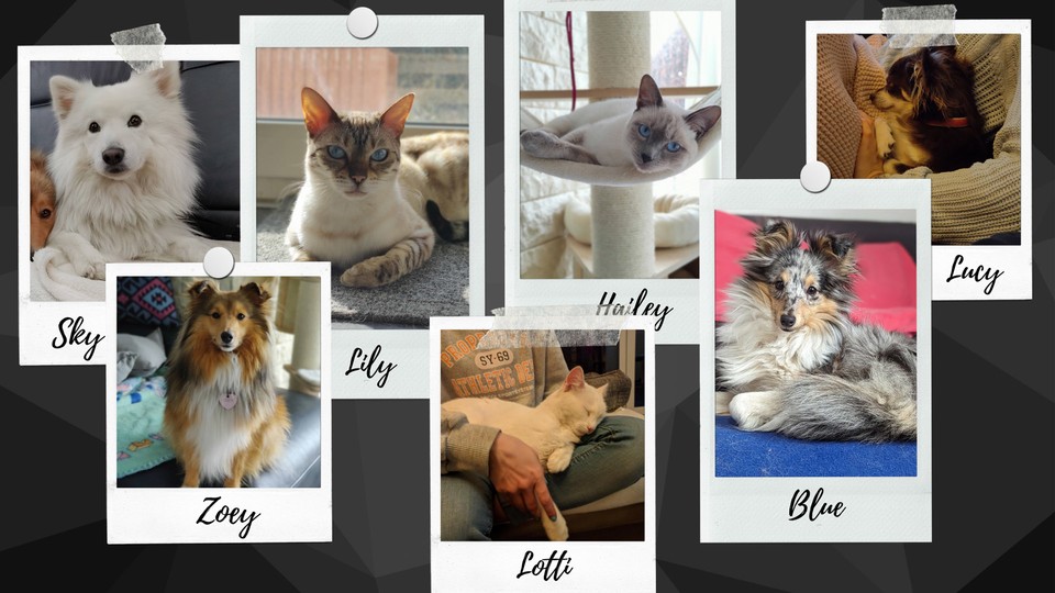 These are our four-legged darlings - and the bosses for vacuum robots.